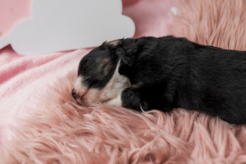 Fototapeta na wymiar Newborn puppy. Australian Shepherd Puppy. 