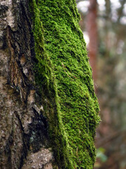 moss on tree
