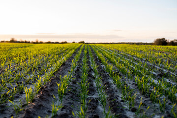 Close up young wheat seedlings growing in a field. Green wheat growing in soil. Close up on sprouting rye agriculture on a field in sunset. Sprouts of rye. Wheat grows in chernozem planted in autumn.