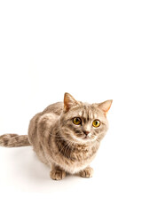 Pretty sitting silver tabby british shorthair cat isolated on a white background