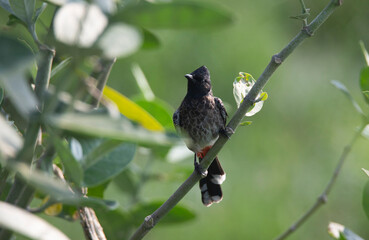 Red-vented bulbul sitting on a tree branch
