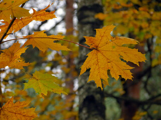 autumn maple leaves
