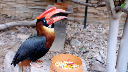 bird red white wildlife hornbill