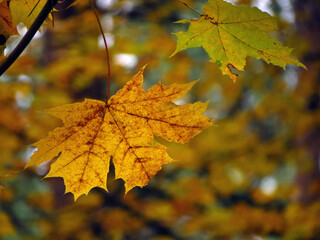 autumn maple leaves
