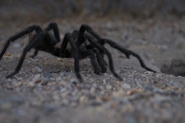 
Tarantula