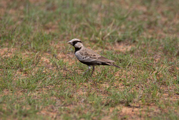 Ashy-crowned sparrow-lark standing on an open field