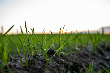 Close up young green wheat seedlings growing in a soil on a field in a sunset. Close up on sprouting rye agriculture on a field in sunset. Sprouts of rye. Wheat grows in chernozem planted in autumn.