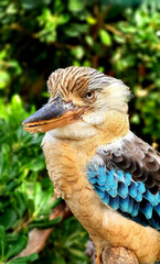 bird animal duck color look zoo