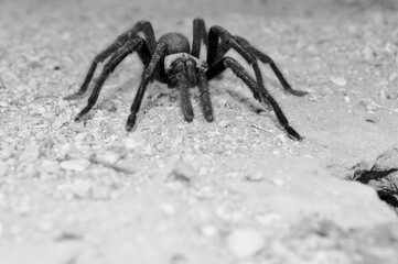 
Tarantula