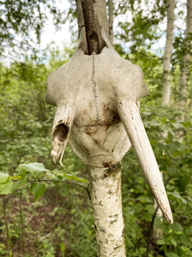 skull of a dead tree