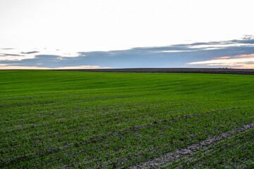Fototapeta na wymiar Landscape young wheat seedlings growing in a field. Green wheat growing in soil. Close up on sprouting rye agriculture on a field in sunset. Sprouts of rye. Wheat grows in chernozem planted in autumn.