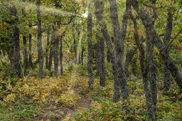 Sierra Norte de Guadalajara Natural Park, Cantalojas, Guadalajara, Spain