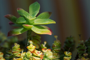 Detail of succulent plants with dew droplets between shadows and morning light