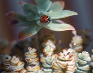 A red ladybug illuminated by morning light on the leaf of a succulent plant with dew droplets