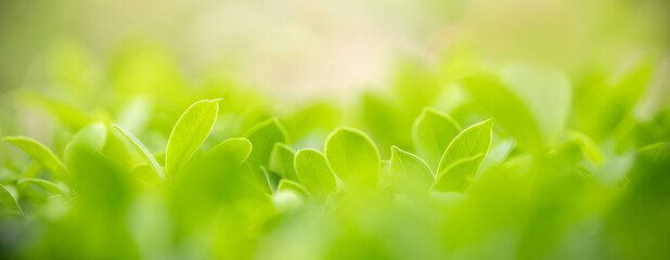 Closeup of green nature leaf on blurred greenery background in garden with bokeh and copy space using as background cover page concept.
