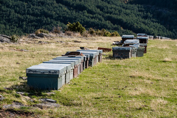 beehives in a row, Cantalojas, Guadalajara, Spain