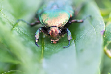 Naklejka premium Jacket of roses or greenery of roses (Cetonia aurata)
