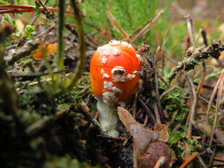 fly agaric mushroom