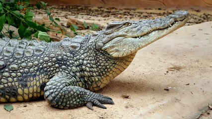 crocodile reptile alligator zoo croc