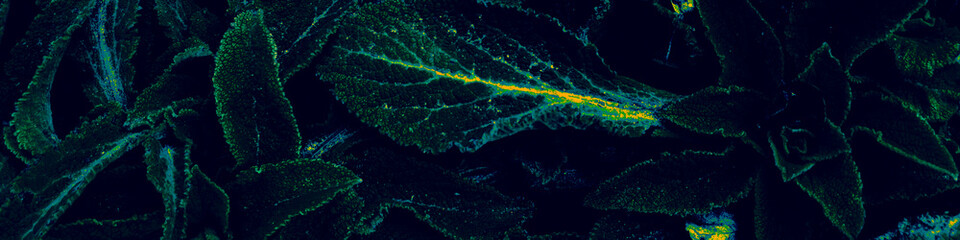 Blue Flower Template. Black Plant Banner. Yellow