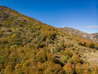 beech of Tejera Negra, Sierra Norte de Guadalajara Natural Park, Cantalojas, Guadalajara, Spain