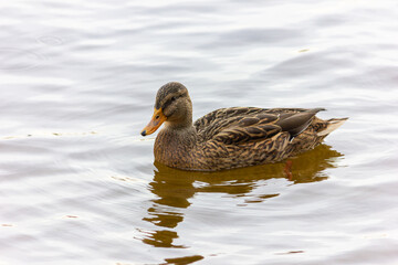 Obraz premium Wild ducks - Mallard duck swim in the reservoir in autumn.