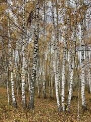 birch forest in autumn with yellowed foliage