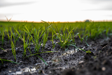 Close up young green wheat seedlings growing in a soil on a field in a sunset. Close up on sprouting rye agriculture on a field in sunset. Sprouts of rye. Wheat grows in chernozem planted in autumn.