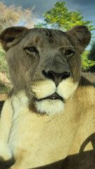 Naklejka premium lioness portrait eyes pride lion leo
