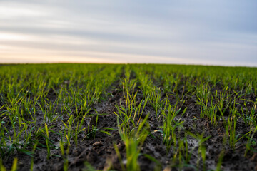 Fototapeta premium Close up young wheat seedlings growing in a field. Green wheat growing in soil. Close up on sprouting rye agriculture on a field in sunset. Sprouts of rye. Wheat grows in chernozem planted in autumn.
