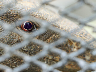 Caged Indian monitor Lizard eye Close-up 