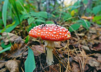 Toxic and hallucinogen mushroom Fly Agaric in grass on autumn forest background. Red poisonous Amanita Muscaria fungus macro close up in natural environment.