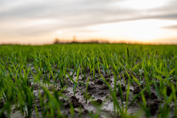 Obraz premium Close up young green wheat seedlings growing in a soil on a field in a sunset. Close up on sprouting rye agriculture on a field in sunset. Sprouts of rye. Wheat grows in chernozem planted in autumn.