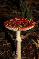 Fly agaric on a forest amanita muscaria amanitaceae family psychedelic trip high quality prints