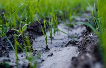 Close up young green wheat seedlings growing in a soil on a field in a sunset. Close up on sprouting rye agriculture on a field in sunset. Sprouts of rye. Wheat grows in chernozem planted in autumn.