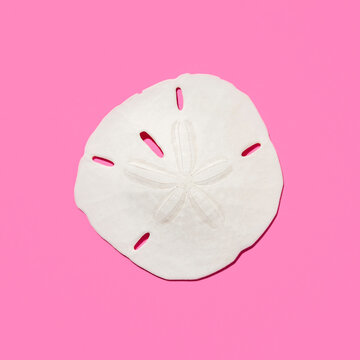 Sand dollar fossil shell on pink background