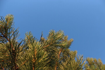 pine branches against sky