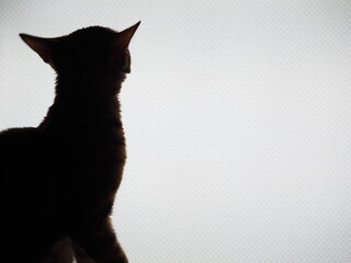 Silhouette of a cat on the background of a computer monitor
