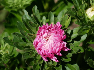 pink callistephus chinensis summer aster