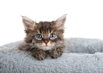Fluffy gray and tan kitten peaking out of a grey fluffy bed looking at viewer with tired expression at bedtime. Isolated on white.