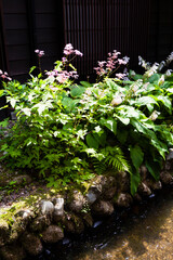 嵐渓荘の花