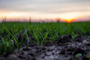 Close up young wheat seedlings growing in a field. Green wheat growing in soil. Close up on sprouting rye agriculture on a field in sunset. Sprouts of rye. Wheat grows in chernozem planted in autumn.