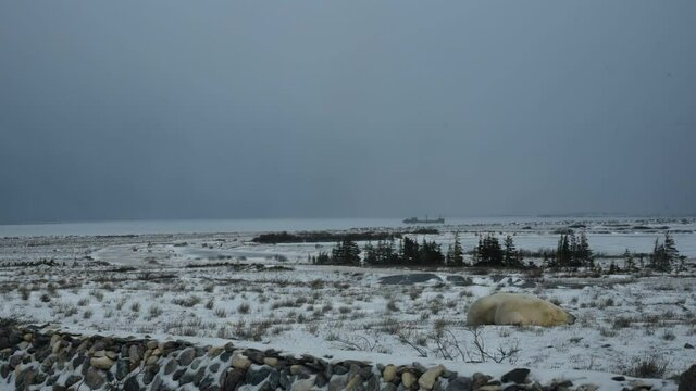 Timelapse video of two cubs and one mother polar bear sleeping and then walking away while waiting for the sea ice to form on the shores of Hudson Bay in northern Manitoba, Canada. 