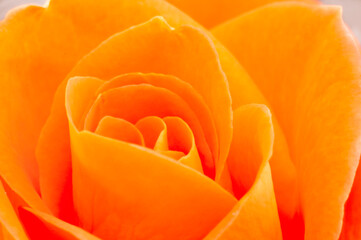 Macro shot of the interior of an orange rose