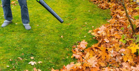 Green lawn cleaning from colorful maple leaves with an electric cordless air blower 