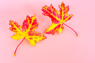 Fototapeta premium Two red and yellow maple leaves on pink background with copy space