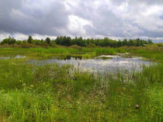 A natural landscape with a skyline, green trees, grass and water. Blue sky with clouds. Photowall-paper