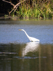 White bird fishing on The Swamp.The Great Egret (Ardea Alba), Also Known As The Common Egret or...