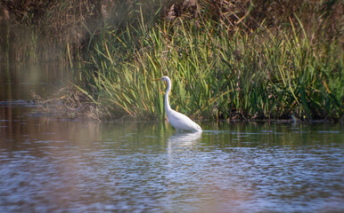 White bird fishing on The Swamp.The Great Egret (Ardea Alba), Also Known As The Common Egret or Great White Hilton. Builds Tree Nests in Colonies Close to Water.