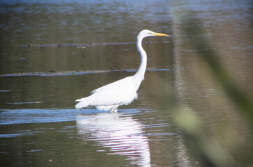 White bird fishing on The Swamp.The Great Egret (Ardea Alba), Also Known As The Common Egret or...